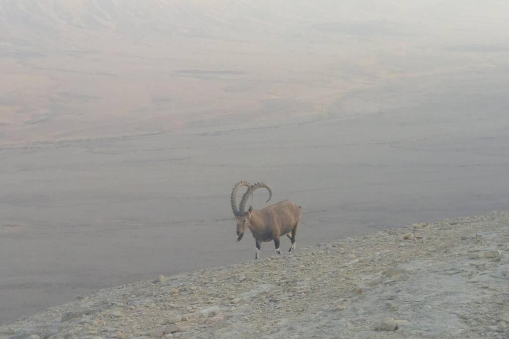 הבית ליד המצוק By The Cliff Mitzpe Ramon Exterior foto